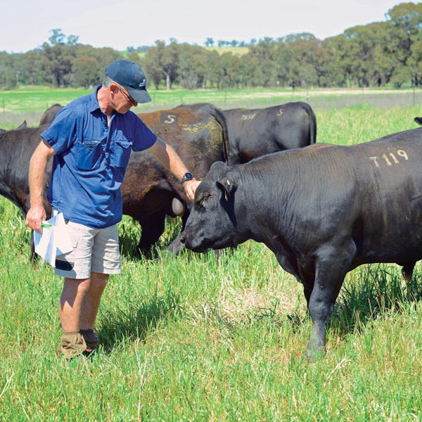 Scotts Angus