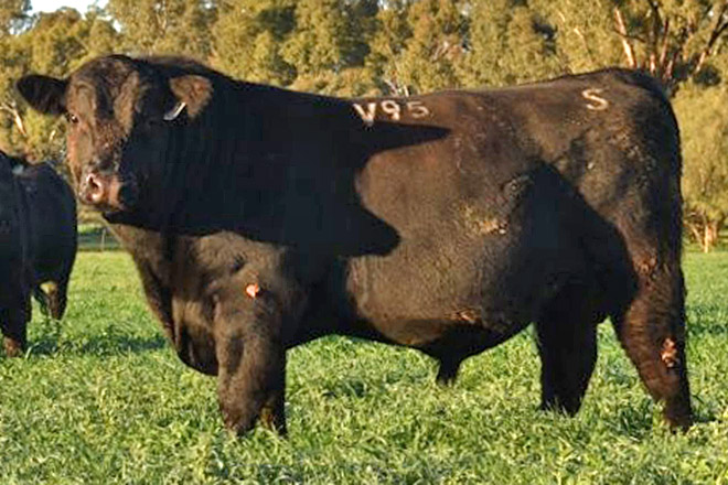 Scotts Angus