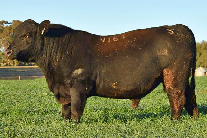 Scotts Angus